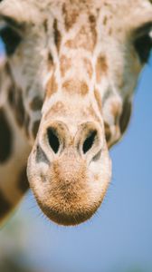 Preview wallpaper giraffe, eyes, face, nose, blurred