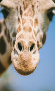 Preview wallpaper giraffe, eyes, face, nose, blurred