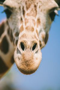 Preview wallpaper giraffe, eyes, face, nose, blurred