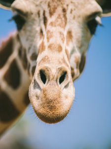 Preview wallpaper giraffe, eyes, face, nose, blurred