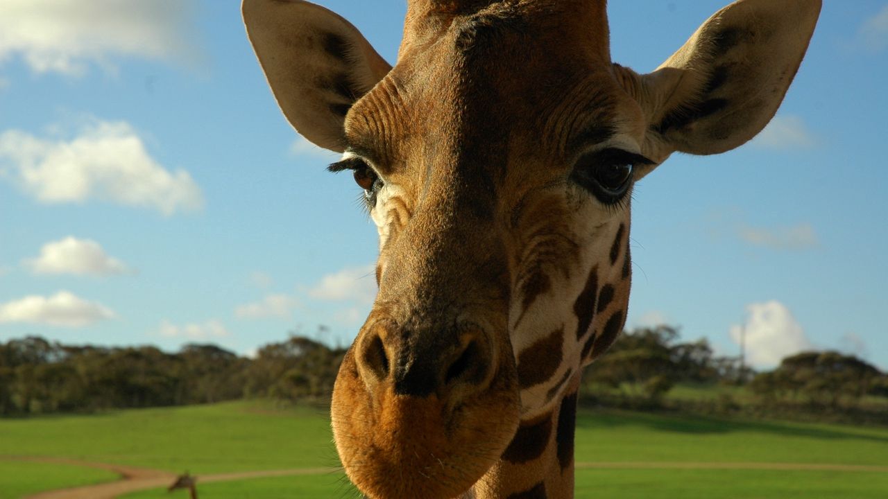 Wallpaper giraffe, face, ears, spotted