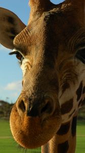 Preview wallpaper giraffe, face, ears, spotted