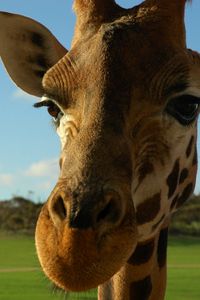 Preview wallpaper giraffe, face, ears, spotted