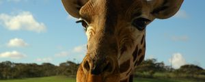 Preview wallpaper giraffe, face, ears, spotted