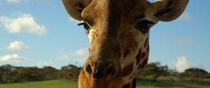 Preview wallpaper giraffe, face, ears, spotted