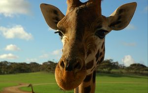 Preview wallpaper giraffe, face, ears, spotted