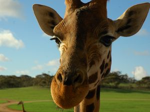 Preview wallpaper giraffe, face, ears, spotted