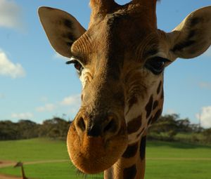 Preview wallpaper giraffe, face, ears, spotted