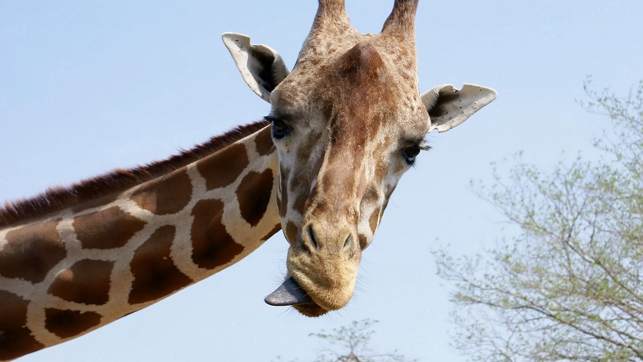 Wallpaper giraffe, face, funny, tongue