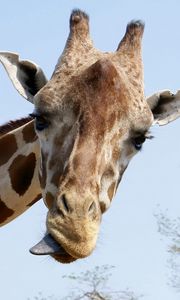 Preview wallpaper giraffe, face, funny, tongue