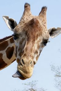 Preview wallpaper giraffe, face, funny, tongue