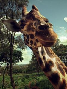 Preview wallpaper giraffe, face, grass, trees