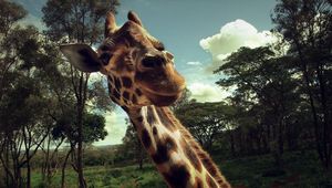 Preview wallpaper giraffe, face, grass, trees