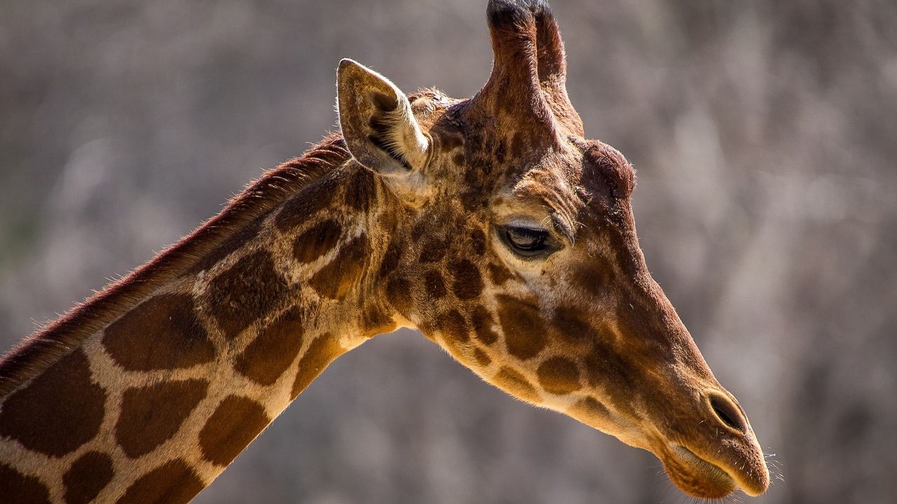 Wallpaper giraffe, face, neck, profile, spots