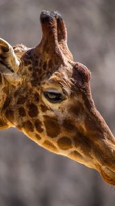 Preview wallpaper giraffe, face, neck, profile, spots