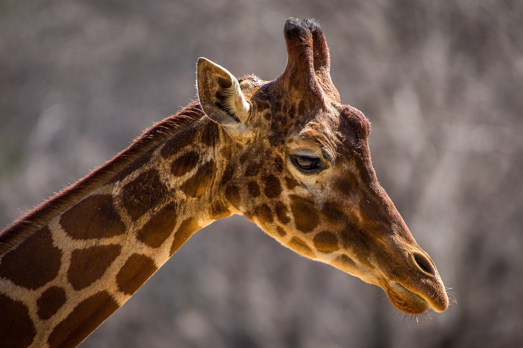Photos Giraffes Tongue Head animal