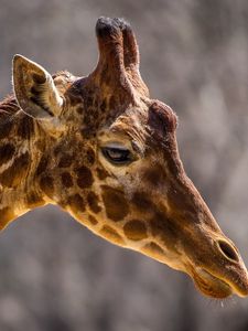 Preview wallpaper giraffe, face, neck, profile, spots