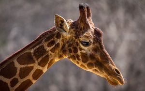 Preview wallpaper giraffe, face, neck, profile, spots