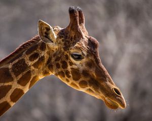 Preview wallpaper giraffe, face, neck, profile, spots