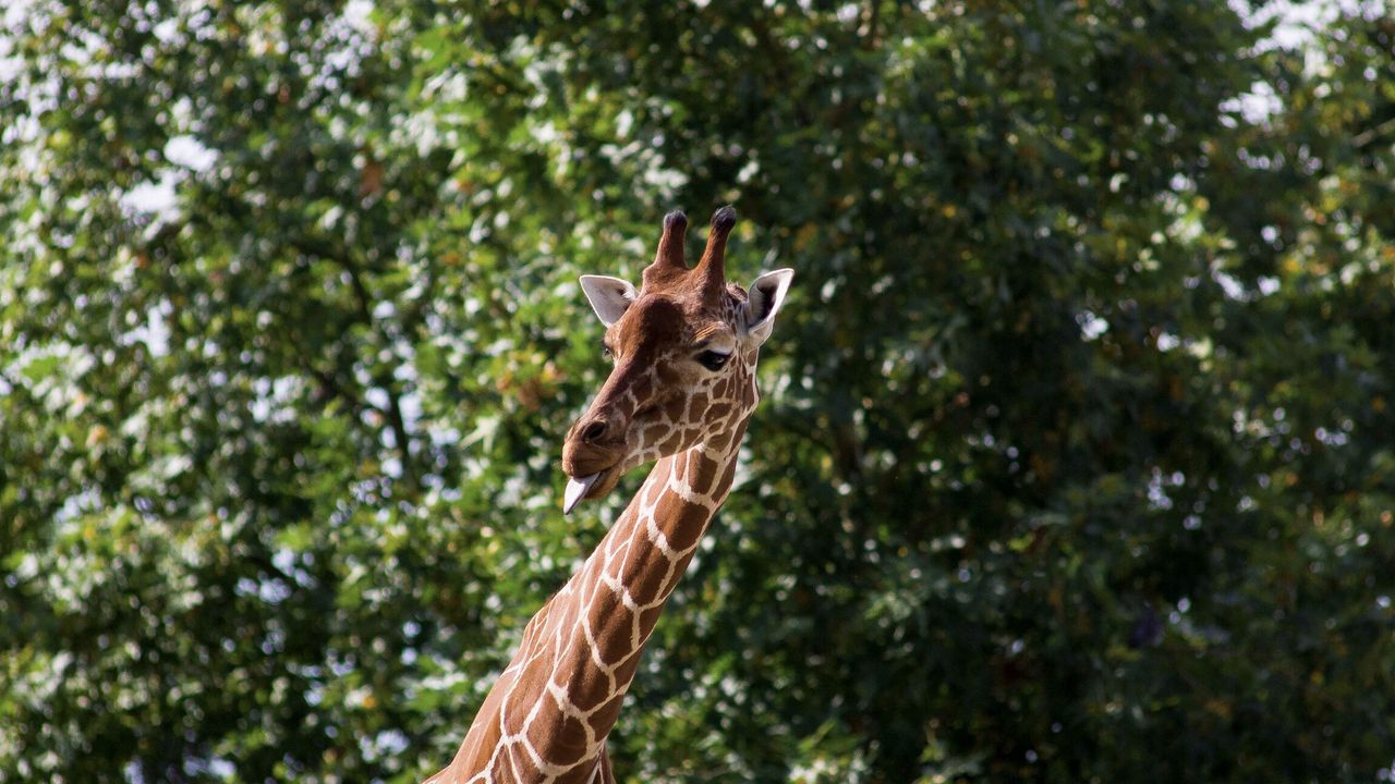 Wallpaper giraffe, funny, protruding tongue