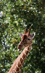 Preview wallpaper giraffe, funny, protruding tongue