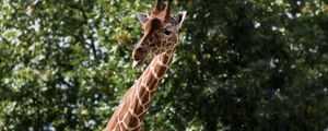 Preview wallpaper giraffe, funny, protruding tongue