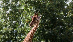 Preview wallpaper giraffe, funny, protruding tongue