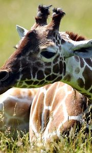 Preview wallpaper giraffe, grass, lie, spotted