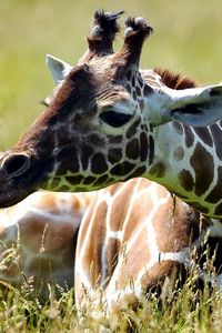 Preview wallpaper giraffe, grass, lie, spotted