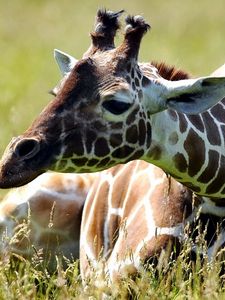 Preview wallpaper giraffe, grass, lie, spotted