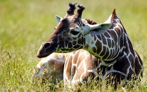 Preview wallpaper giraffe, grass, lie, spotted