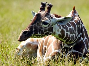 Preview wallpaper giraffe, grass, lie, spotted