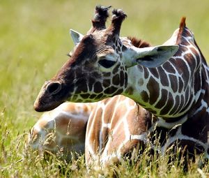 Preview wallpaper giraffe, grass, lie, spotted