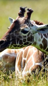 Preview wallpaper giraffe, grass, sitting, spotted