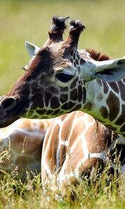 Preview wallpaper giraffe, grass, sitting, spotted