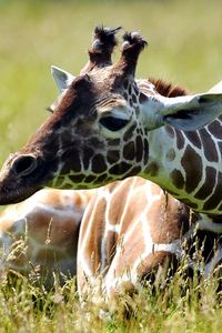 Preview wallpaper giraffe, grass, sitting, spotted