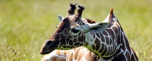 Preview wallpaper giraffe, grass, sitting, spotted