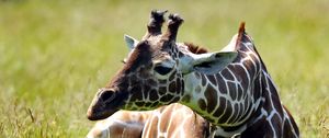 Preview wallpaper giraffe, grass, sitting, spotted