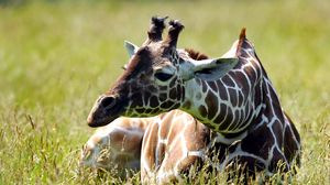 Preview wallpaper giraffe, grass, sitting, spotted