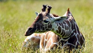 Preview wallpaper giraffe, grass, sitting, spotted