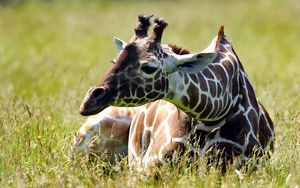 Preview wallpaper giraffe, grass, sitting, spotted