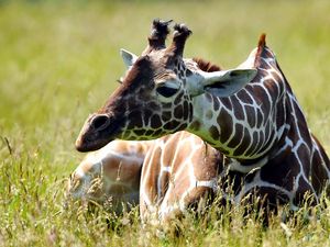 Preview wallpaper giraffe, grass, sitting, spotted