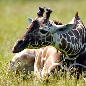 Preview wallpaper giraffe, grass, sitting, spotted