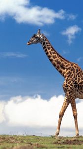 Preview wallpaper giraffe, grass, sky, clouds, walk