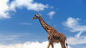 Preview wallpaper giraffe, grass, sky, clouds, walk
