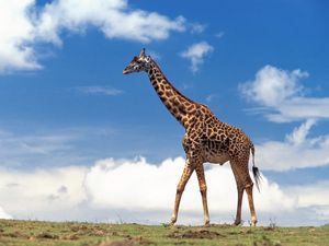 Preview wallpaper giraffe, grass, sky, clouds, walk