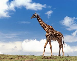 Preview wallpaper giraffe, grass, sky, clouds, walk