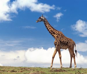 Preview wallpaper giraffe, grass, sky, clouds, walk
