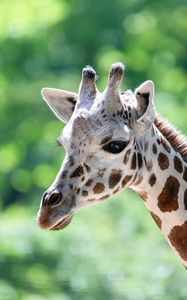 Preview wallpaper giraffe, head, animal, blur, wildlife