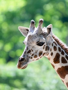 Preview wallpaper giraffe, head, animal, blur, wildlife